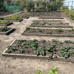 Cómo el riego otoñal salva su jardín de las heladas: física que no debe ignorar como-el-riego-otonal-salva-su-jardin-de-las-heladas.jpg