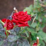 Por qué las cáscaras de plátano se han convertido en el mejor amigo del cultivador de rosas: el secreto de una floración exuberante por-que-las-cascaras-de-platano-se-han-convertido-en.jpg