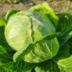 Por qué rociar la col con infusión de ajenjo: defensa amarga para una cosecha dulce por-que-rociar-la-col-con-infusion-de-ajenjo-defensa.jpg