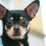 Por qué tu perro necesita tu calcetín viejo: el fetichismo desde una perspectiva etológica por-que-tu-perro-necesita-tu-calcetin-viejo-el-fetichismo.jpg