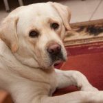 Por qué un perro mojado huele a mierda de perro: comunicación química que no entendemos por-que-un-perro-mojado-huele-a-mierda-de-perro.jpg